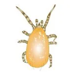 Cucumeris Predator Mite for Thrips/Broad Mite