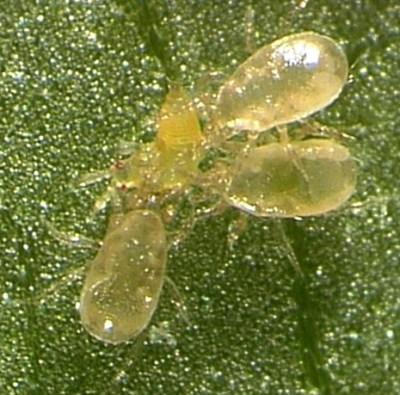 Cucumeris Predator Mite for Thrips/Broad Mite